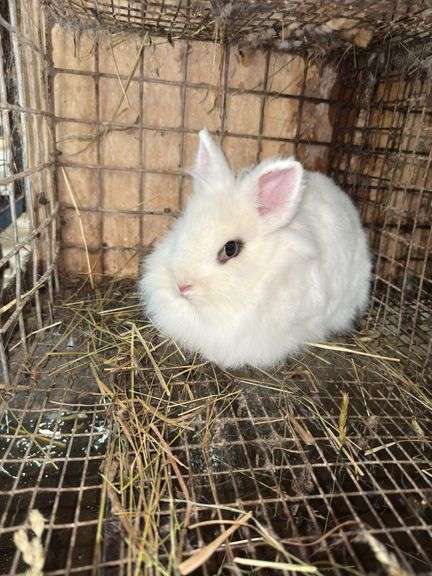 White Lionhead Doe - Exposed to Lionhead Buck