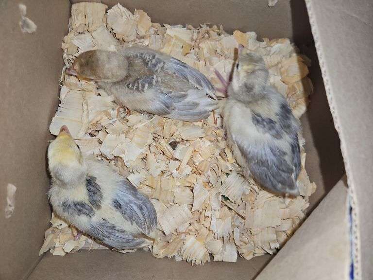 3 Turkey Poults