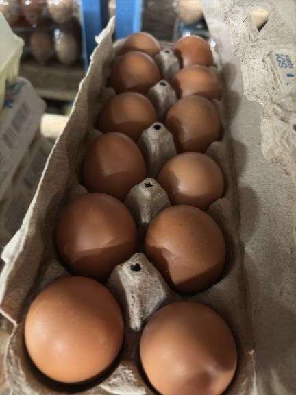 3 Doz Brown Pullet Eating Eggs