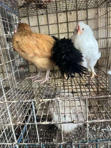 3 Roosters - Frizzle Young Buff Orpington