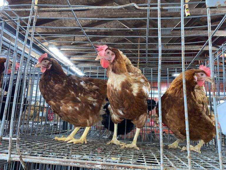 3 Rhode Island Red Hens