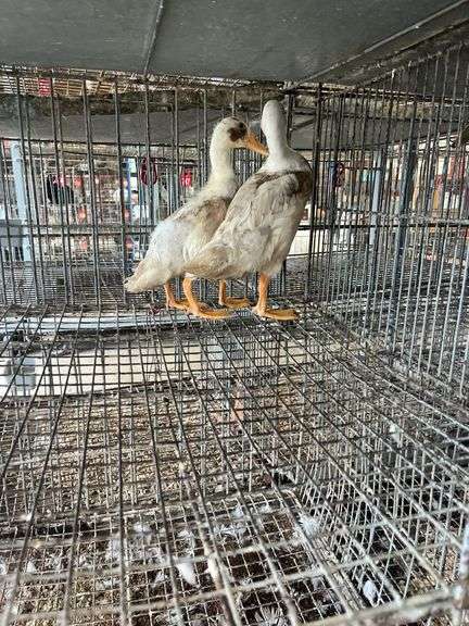 2 Indian Runner Ducks