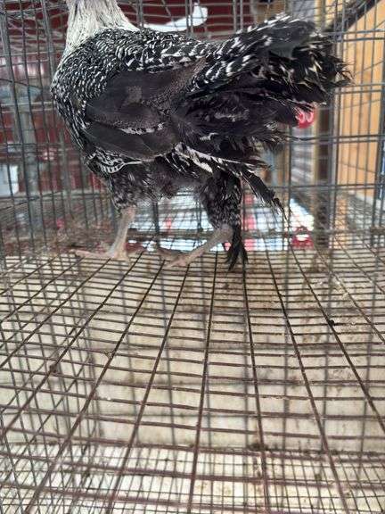 Silver Duckwing Layer Hen - 7wks Old - Has A Hurt Leg