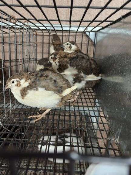 5 Tuxedo Coturnix Quail - 5 Wks Old