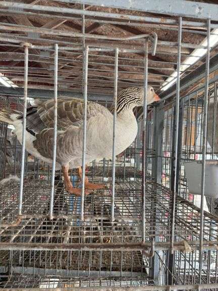 Toulouse Hen Goose - 2 Yrs Old