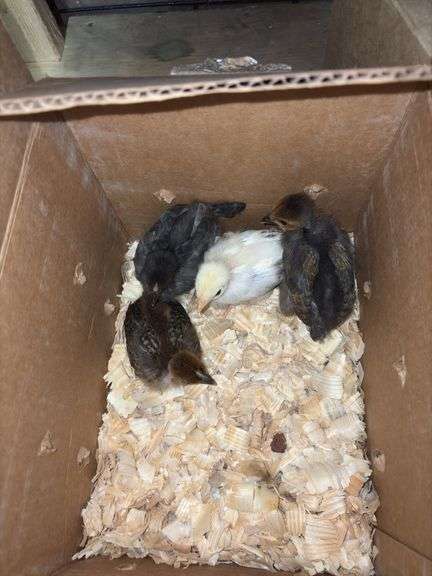 4 Turken Chicks
