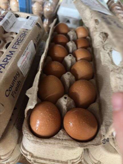 3 Doz Brown Pullet Eating Eggs