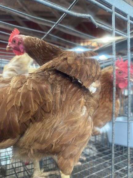 5 ISA Brown Spring Layer Hens