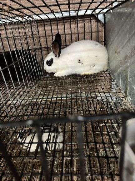 White & Black Bunny