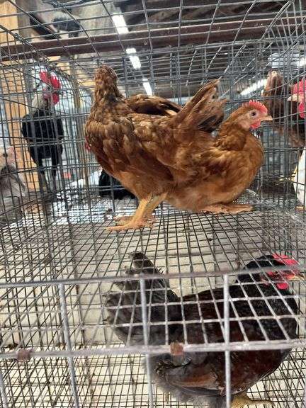 2 Rhode Island Red Roosters