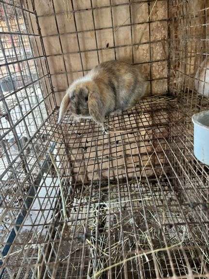 Holland Lop Bunny