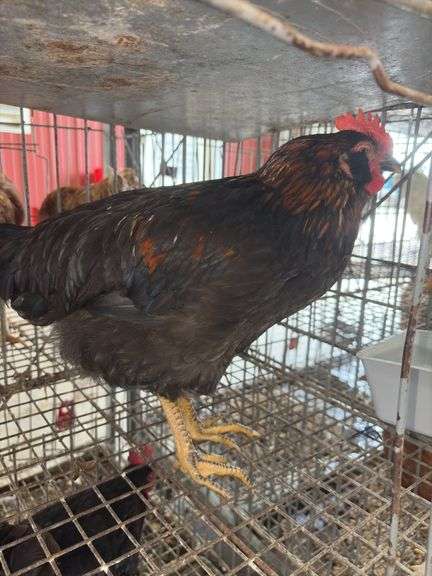 1 Rooster