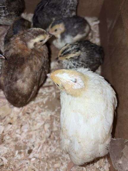 8 Celadon Mix Coturnix Quail - 2.5 Wks Old