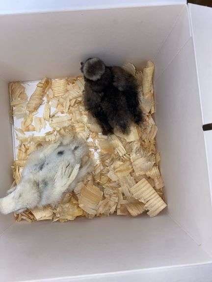 2 Bearded Silkie - 1 Black & 1 Paint