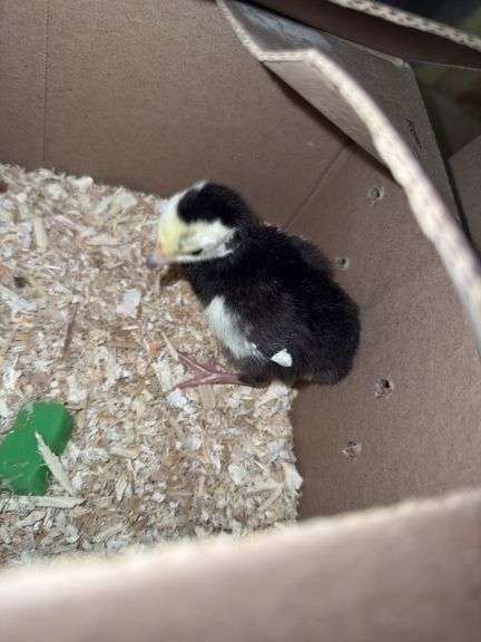 Green Peachick