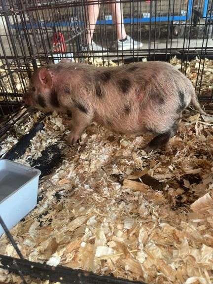 Gilt Mini Pot Belly Pig - 6 Wks Old