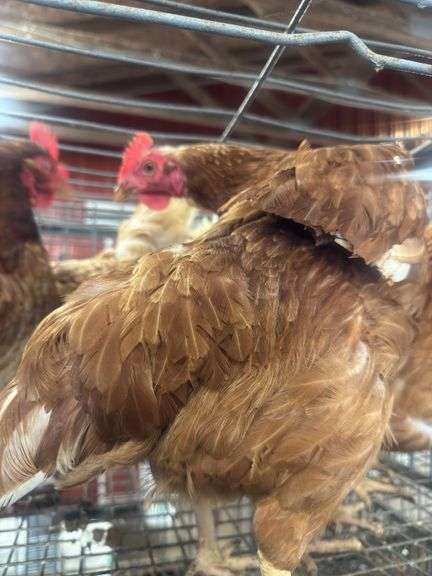 5 ISA Brown Spring Layer Hens