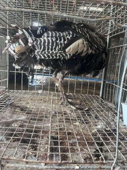 Narraganset Tom Turkey