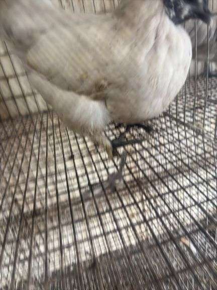 Silkie x Polish Hen - 1 Yr Old