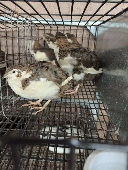 5 Tuxedo Coturnix Quail - 5 Wks Old