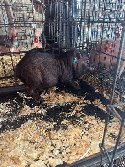 Boar Mini Pot Belly Pig - 6 Wks Old
