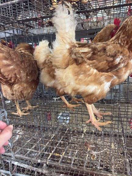 3 Red Laying Hens