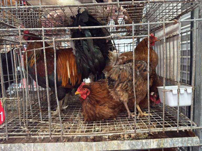 5 Chickens - 1 Rooster 4 Hens
