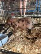 Gilt Mini Pot Belly Pig - 6 Wks Old