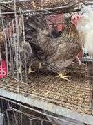 3 Cream Legbar Hens & 1 White Legbar Rooster
