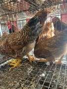 3 Roosters - 2 Bielefelder & 1 Ameraucana Mix