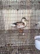 Young Call Duck