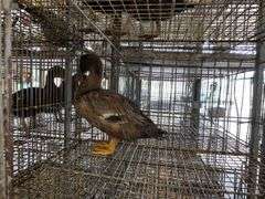 Welsh Harlequin Hen Duck