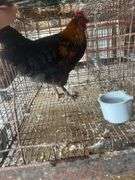 Barnyard Mix Rooster