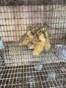 14 Baby Muscovy Ducks