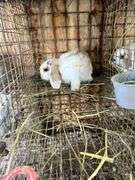 Holland Lop Bunny
