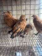 5 Mille Fluer Pullets - 3 Months Old