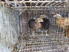2 Bielefelder Pullets