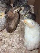 8 Celadon Mix Coturnix Quail - 2.5 Wks Old