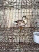 Young Call Duck