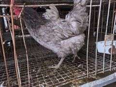 2 Lavender Orpington Laying Hens - 1 Yr Old