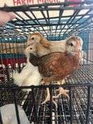 4 Pullets - 3 Cochins & 1 Olive Egger