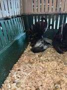 Breeding Pair Gray Japanese Chickens w/ Cage