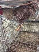 Barred Rock Chicken