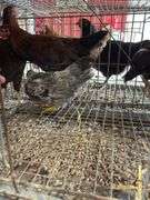 4 Barnyard Mix Roosters