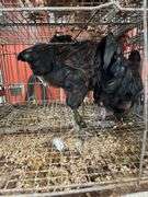2 Roosters - 5 Mos Old