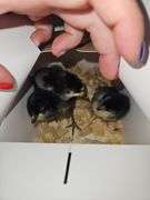 3 Death Layer Chicks