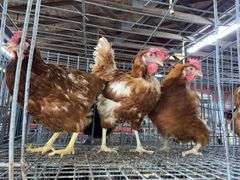 3 Rhode Island Red Hens
