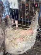3 Easter Egger Hens