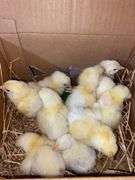 10 Cornish Cross Chicks
