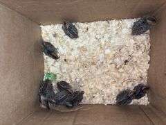 10 Bobwhite Quail - 2 Wks Old w/ Permit